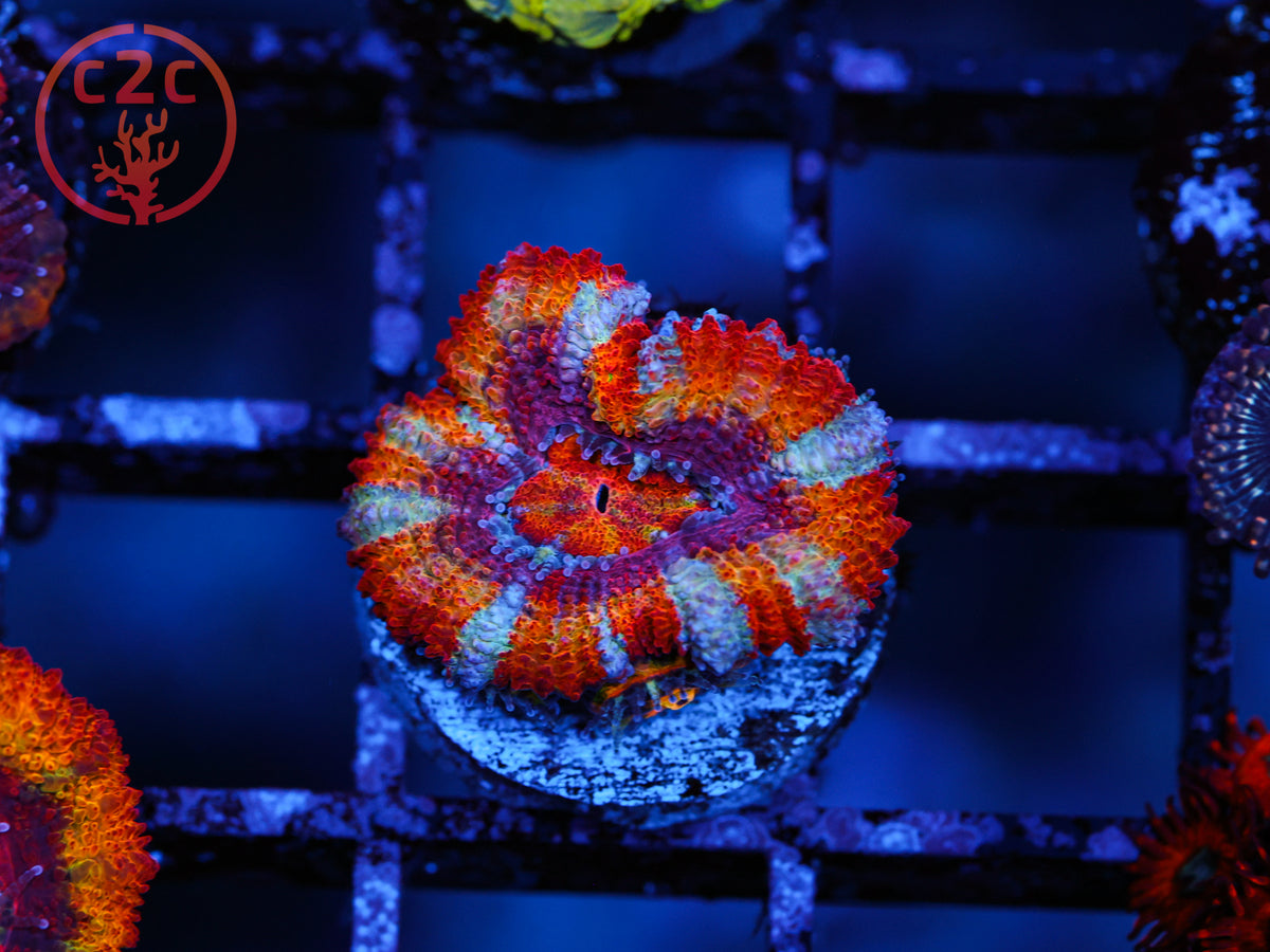 C2C Circus Acan coral