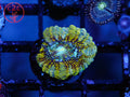 C2C Viper Acan coral