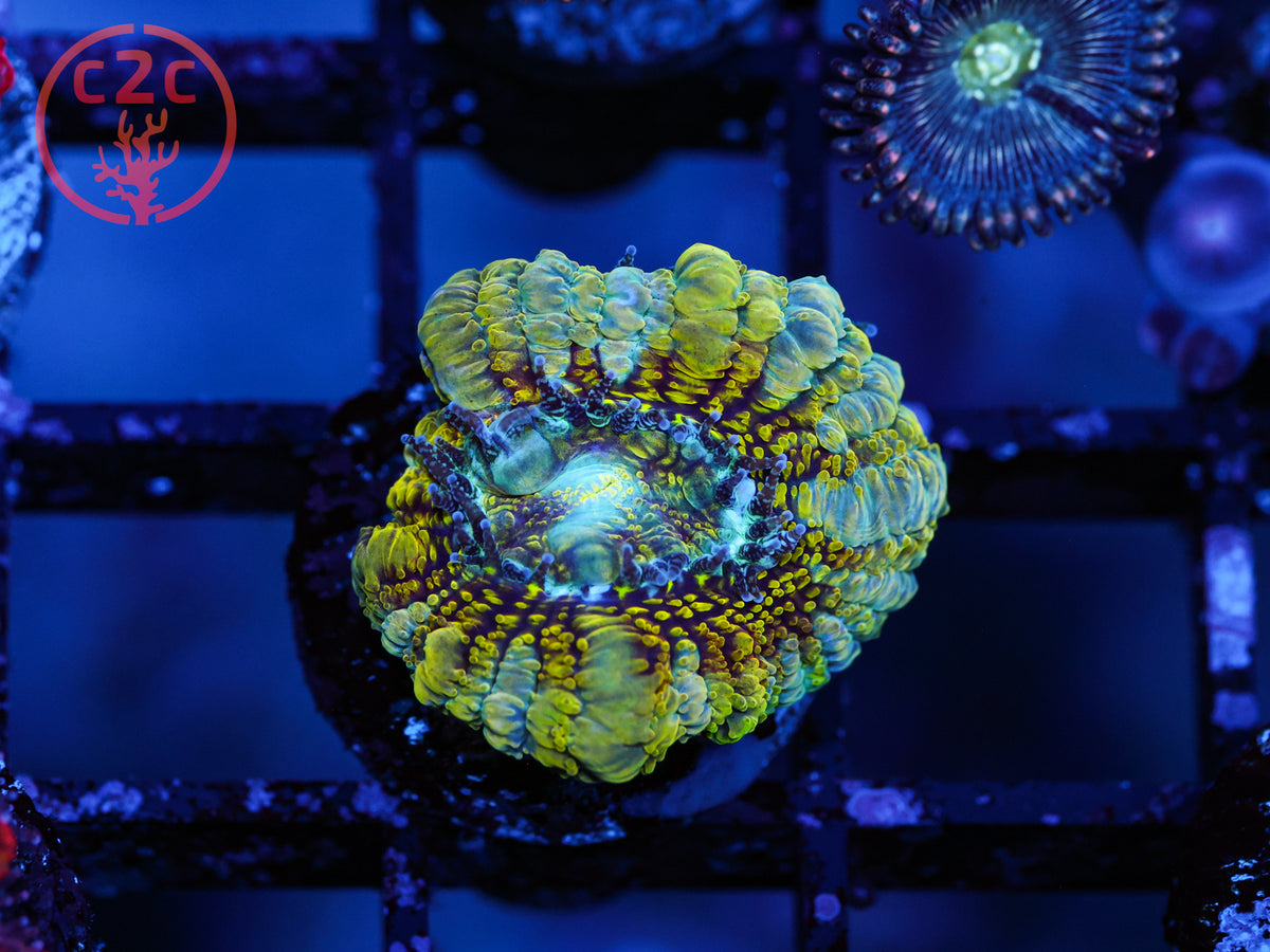 C2C Viper Acan coral