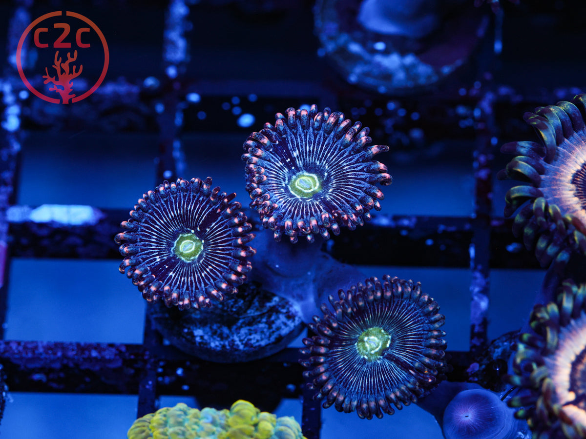 C2C Interstellar Zoa coral
