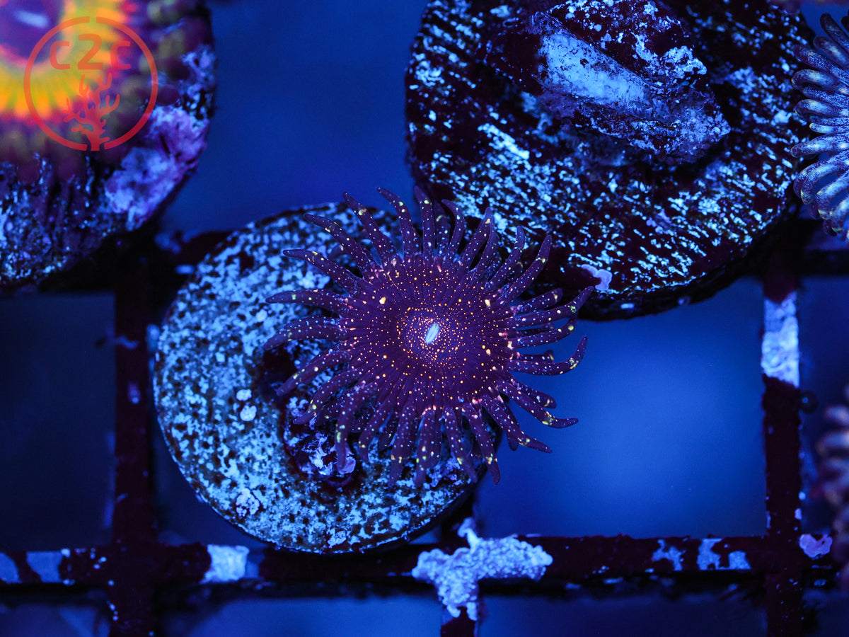 JF Frankie's Acid Trip Zoa coral