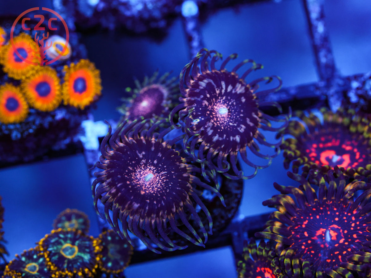 Gizmo Zoa coral