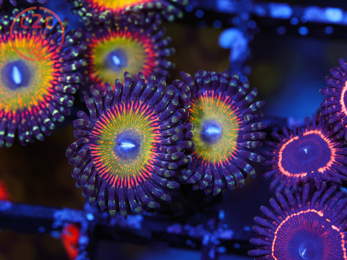 C2C Rainbow Road Zoa coral