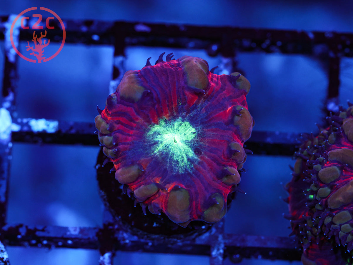 ARC Black Cherry Blasto coral