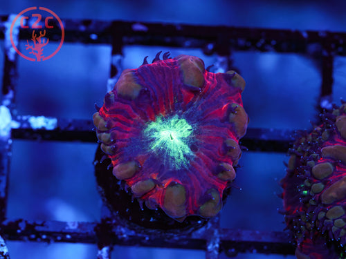 ARC Black Cherry Blasto coral