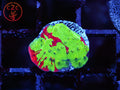 WWC Jawbreaker Grafted Monti coral