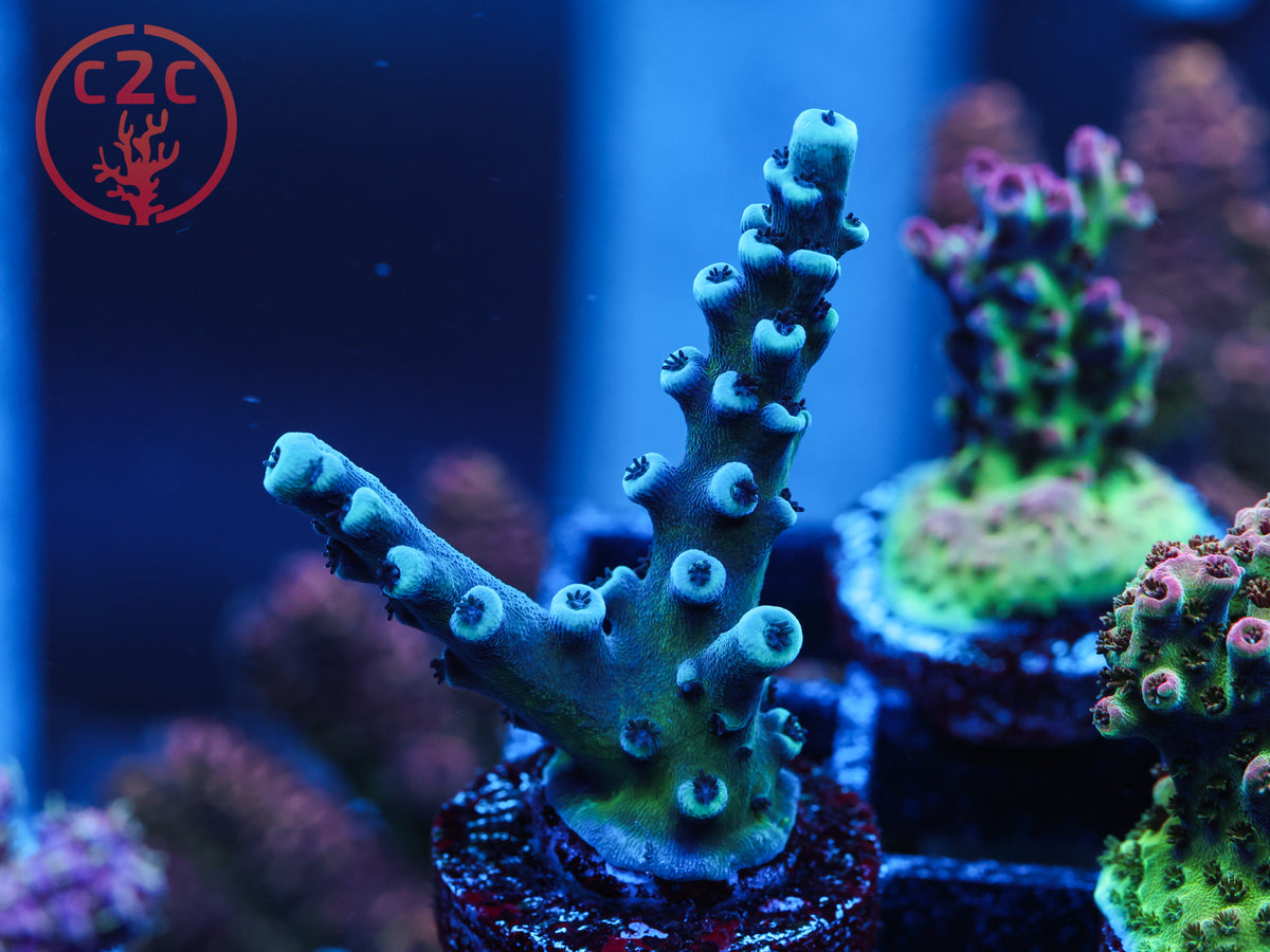 Oregon Tort Acro coral