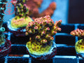 WWC Heartbreaker Acro coral