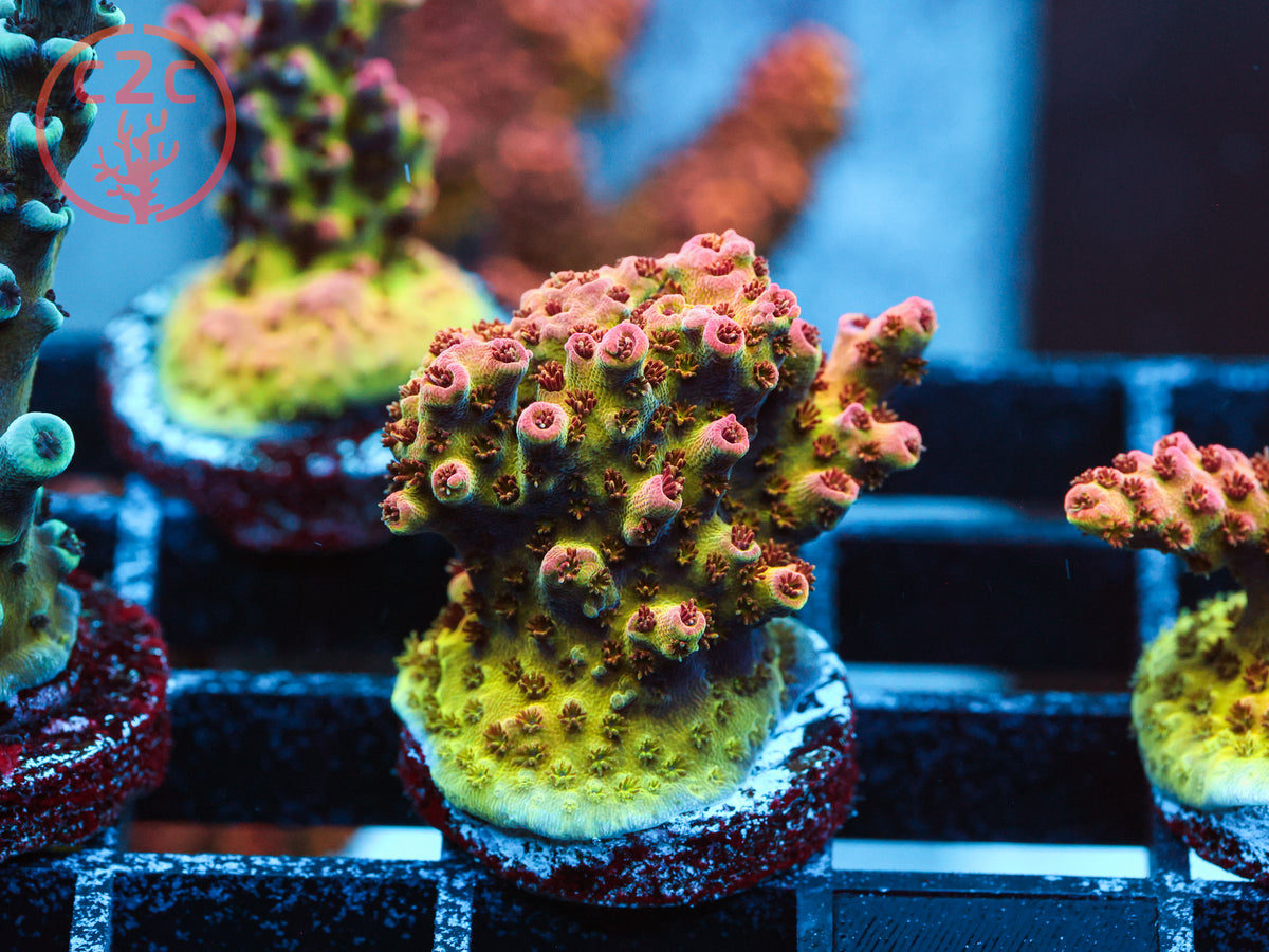 WWC Heartbreaker Acro coral