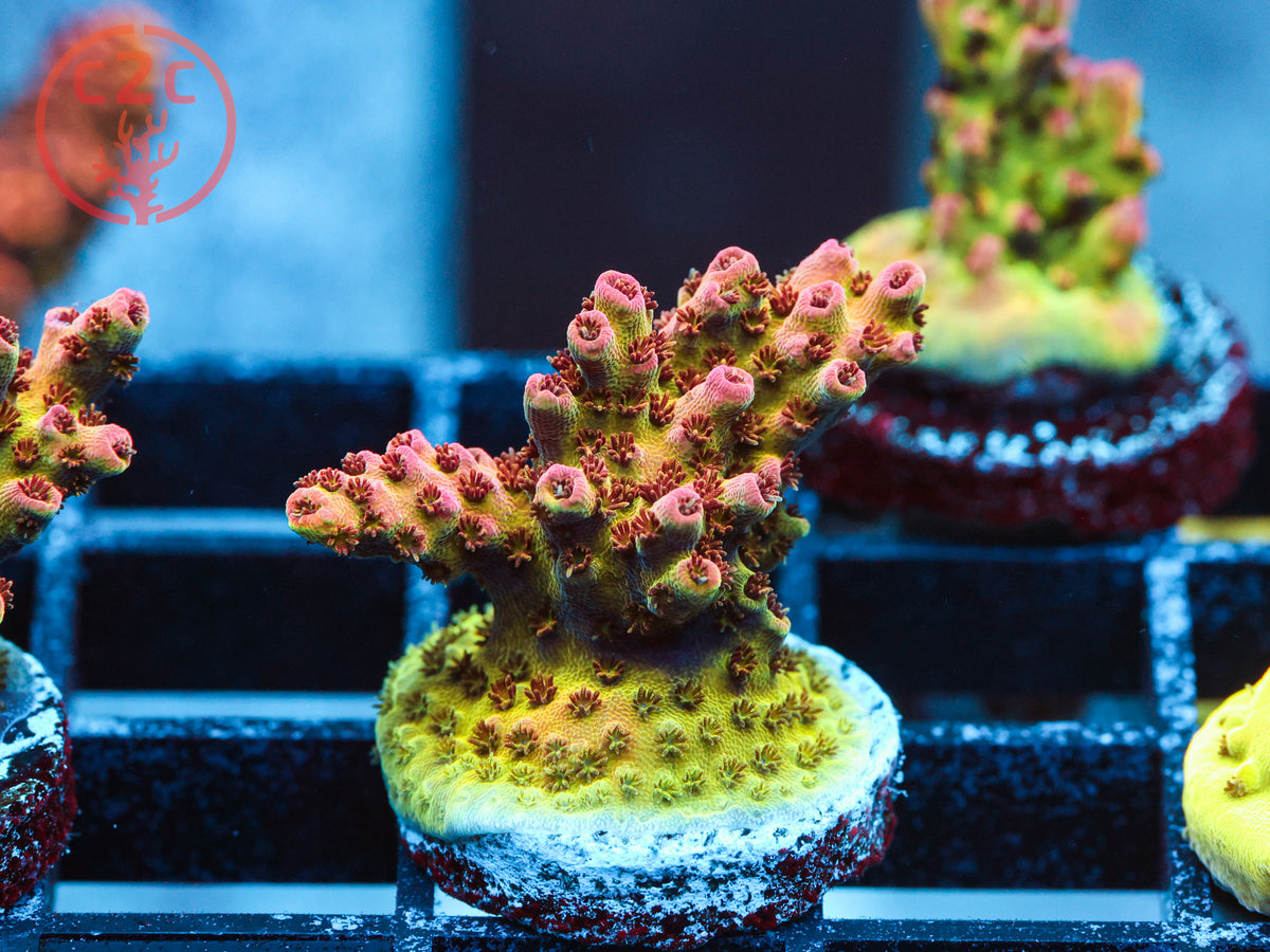 WWC Heartbreaker Acro coral