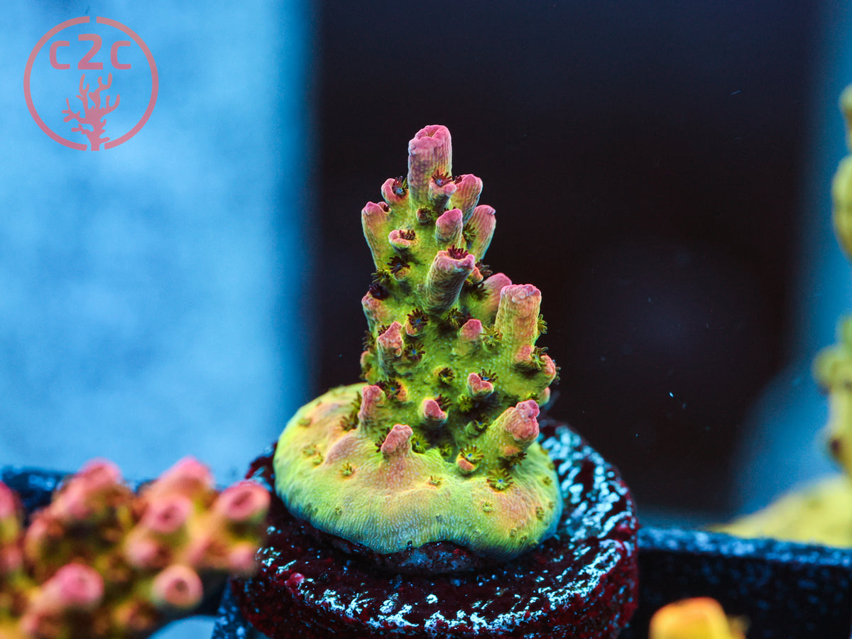 CB Maleficent Acro coral