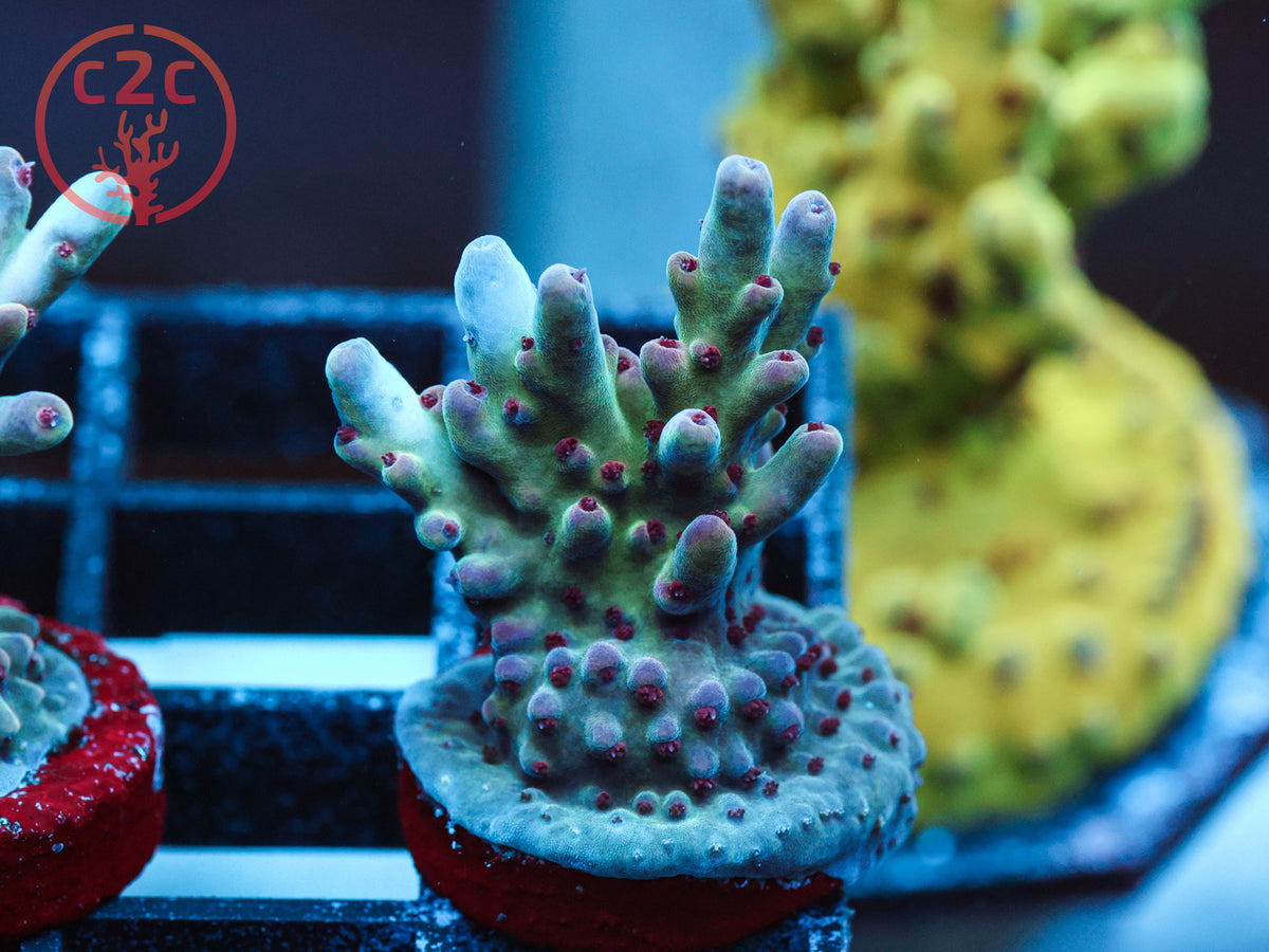 RRC Shazam Acro coral