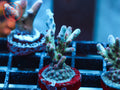 RRC Shazam Acro coral