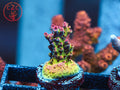CB Maleficent Acro coral