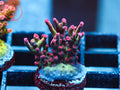 UC Strawberry Shortcake Acro coral