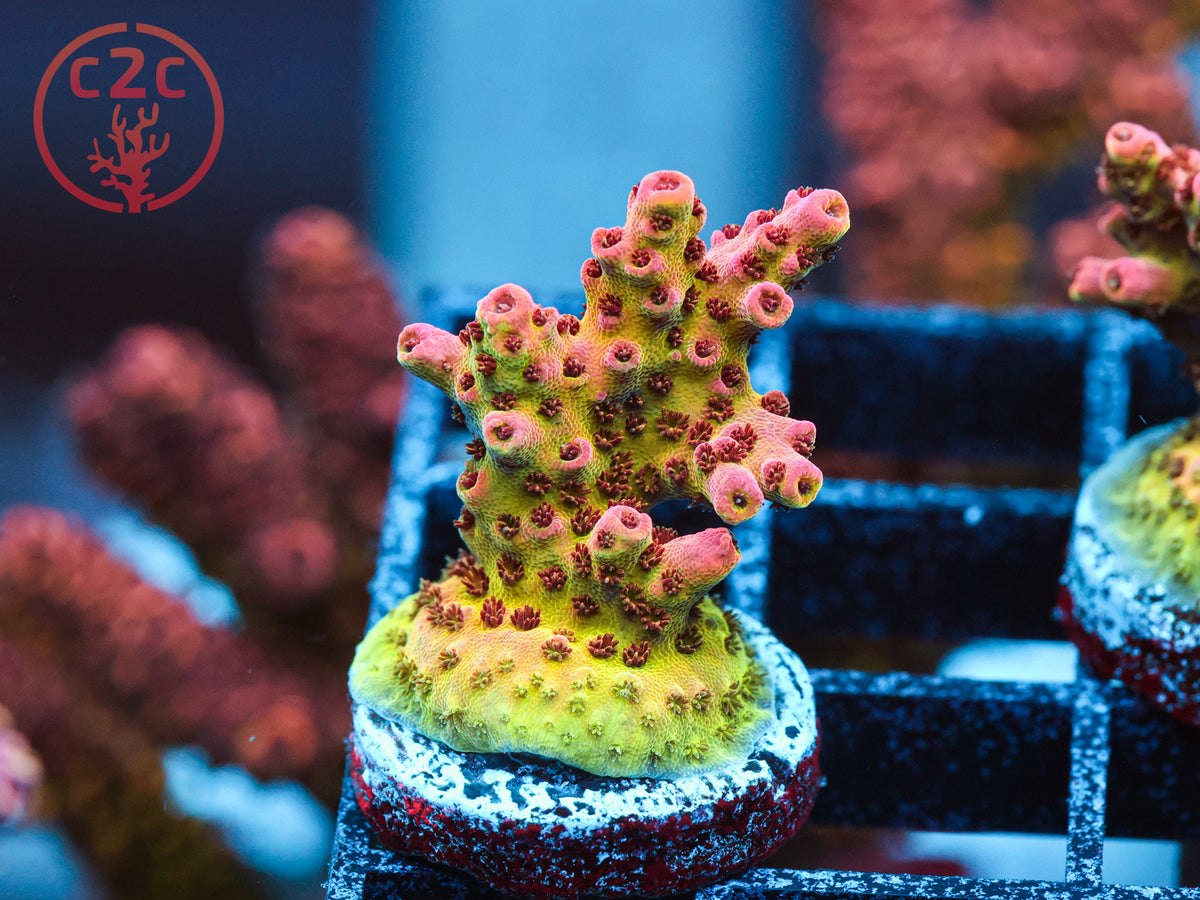 WWC Jello Shot Acro coral
