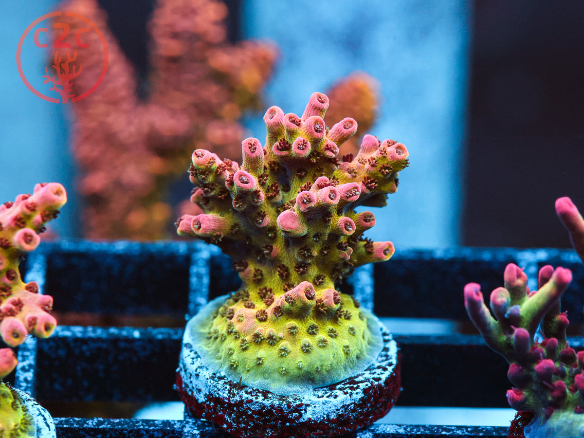 WWC Jello Shot Acro coral