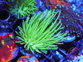 Malaysian Deep Water Neon Toadstool coral