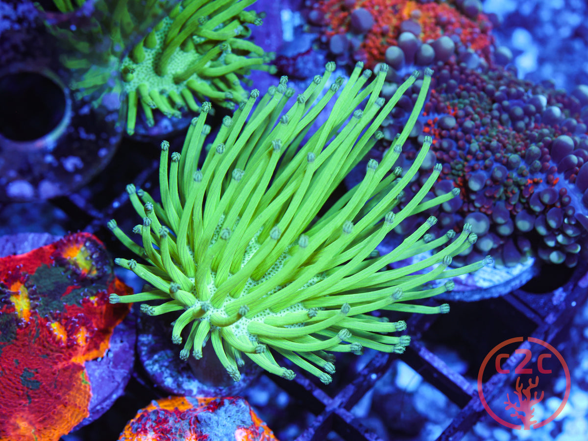 Malaysian Deep Water Neon Toadstool coral