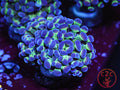 Hologram Hammer coral