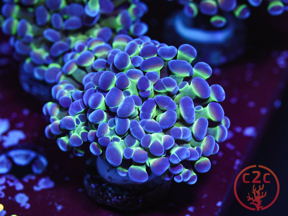 Hologram Hammer coral