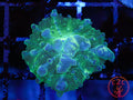 Mellow Yellow Bounce Mushroom coral