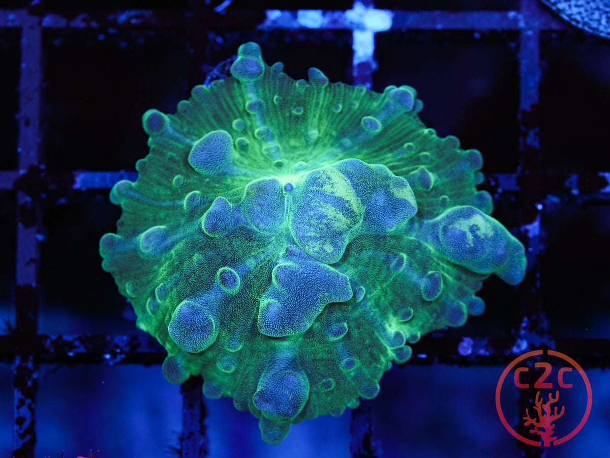 Mellow Yellow Bounce Mushroom coral