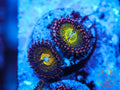 C2C Astro Blasters zoanthid coral