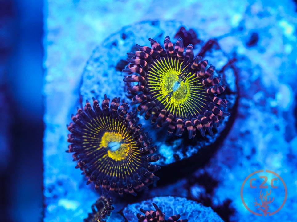 C2C Astro Blasters zoanthid coral