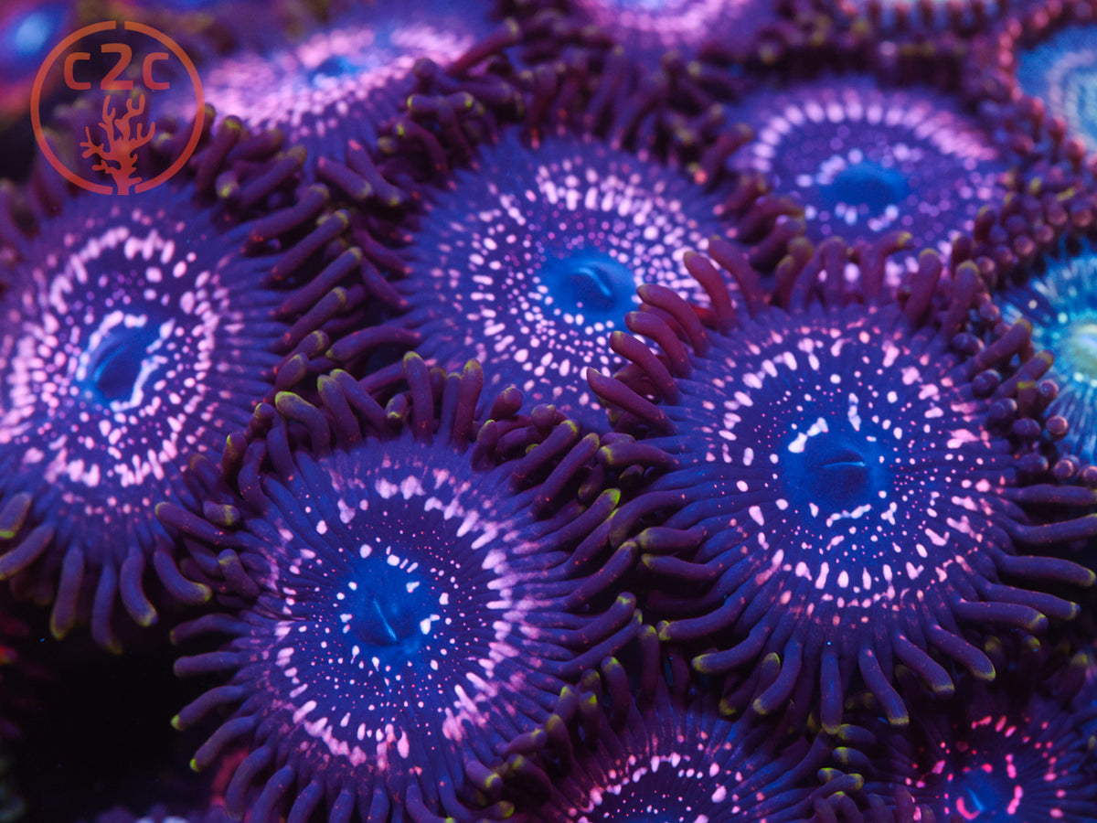WWC Tasers zoanthid coral