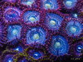 C2C Interstellar zoanthid coral