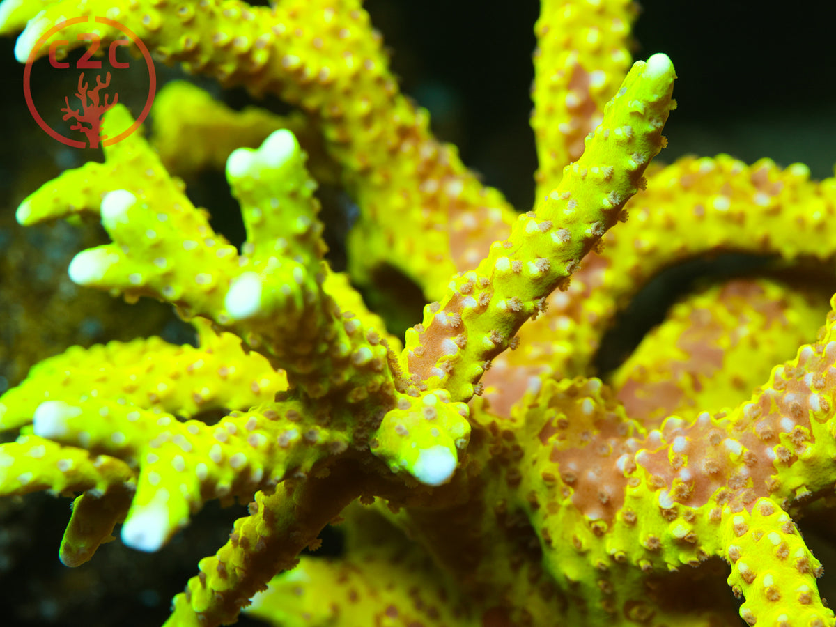 RRC Grafted Goldenrod SPS coral