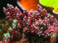 CB Maleficent SPS coral