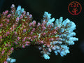 WWC Heartbreaker SPS coral