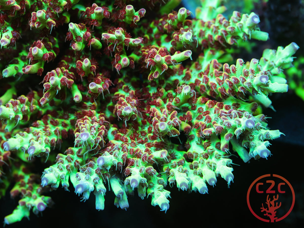 UC Strawberry Shortcake SPS coral