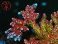 TSA Princess Peach SPS coral