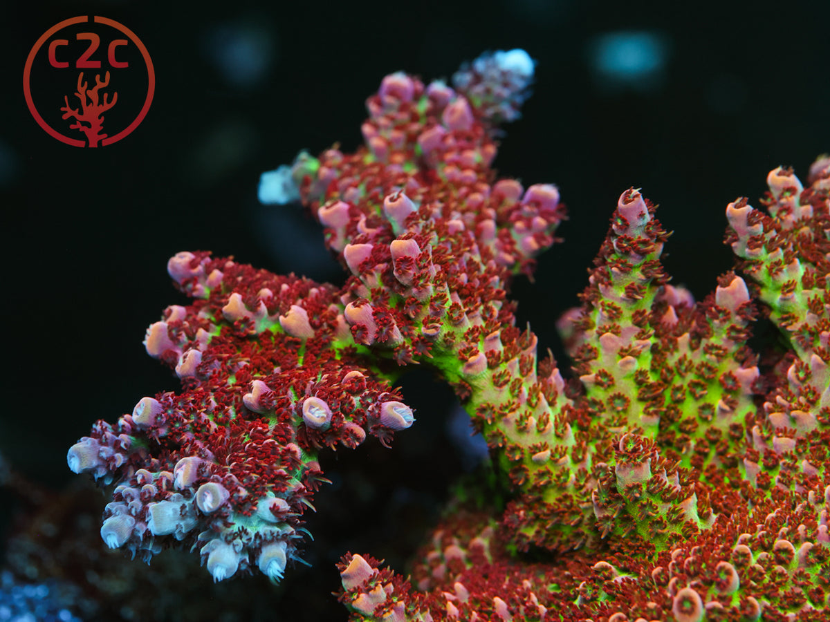 TSA Princess Peach SPS coral