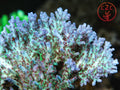 RRC Shazam SPS coral
