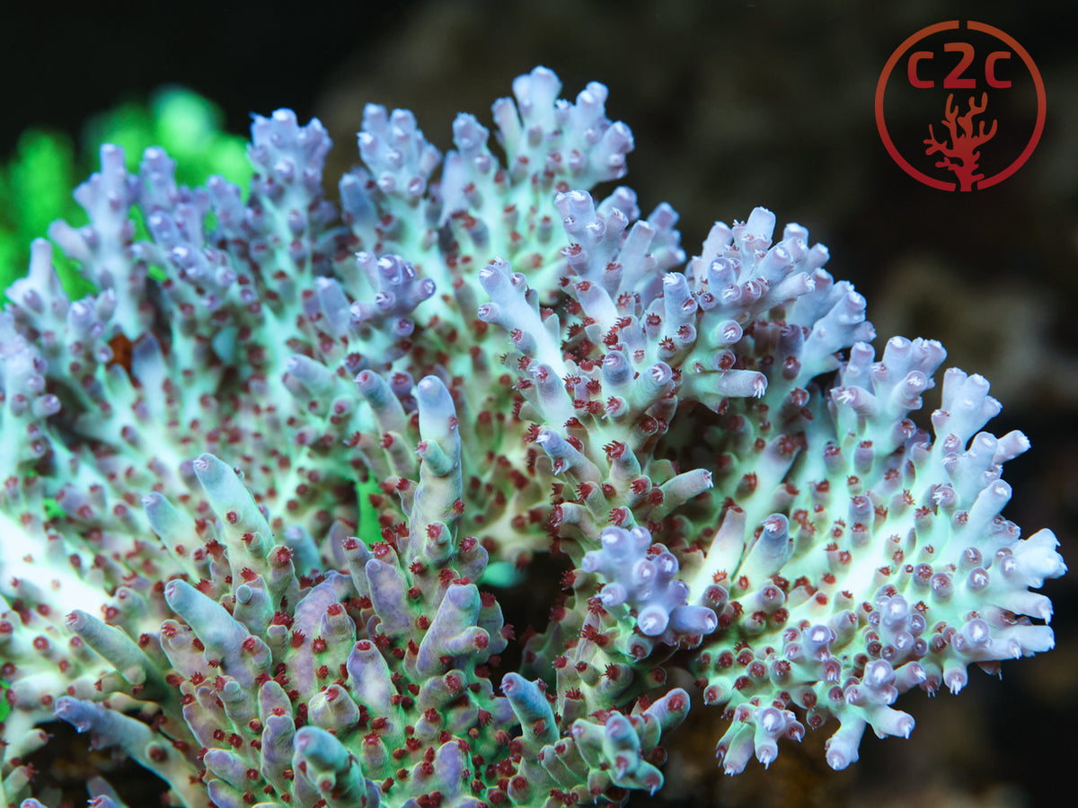 RRC Shazam SPS coral