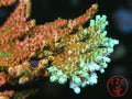 TSA Bill Murray SPS coral