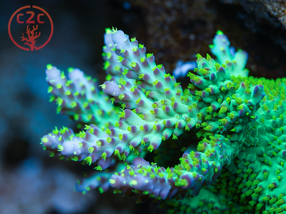 LRO Buzz Lightyear SPS coral