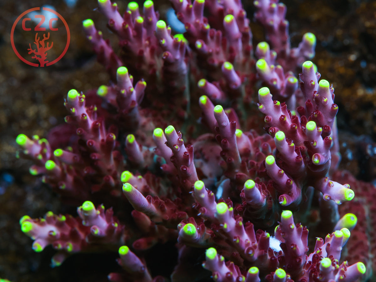 JF Fox Flame SPS coral