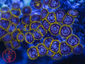 C2C Black Mambas zoanthid coral