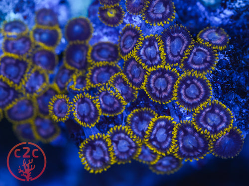 C2C Black Mambas zoanthid coral