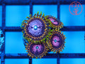 RR USA Pink Diamonds zoanthid coral