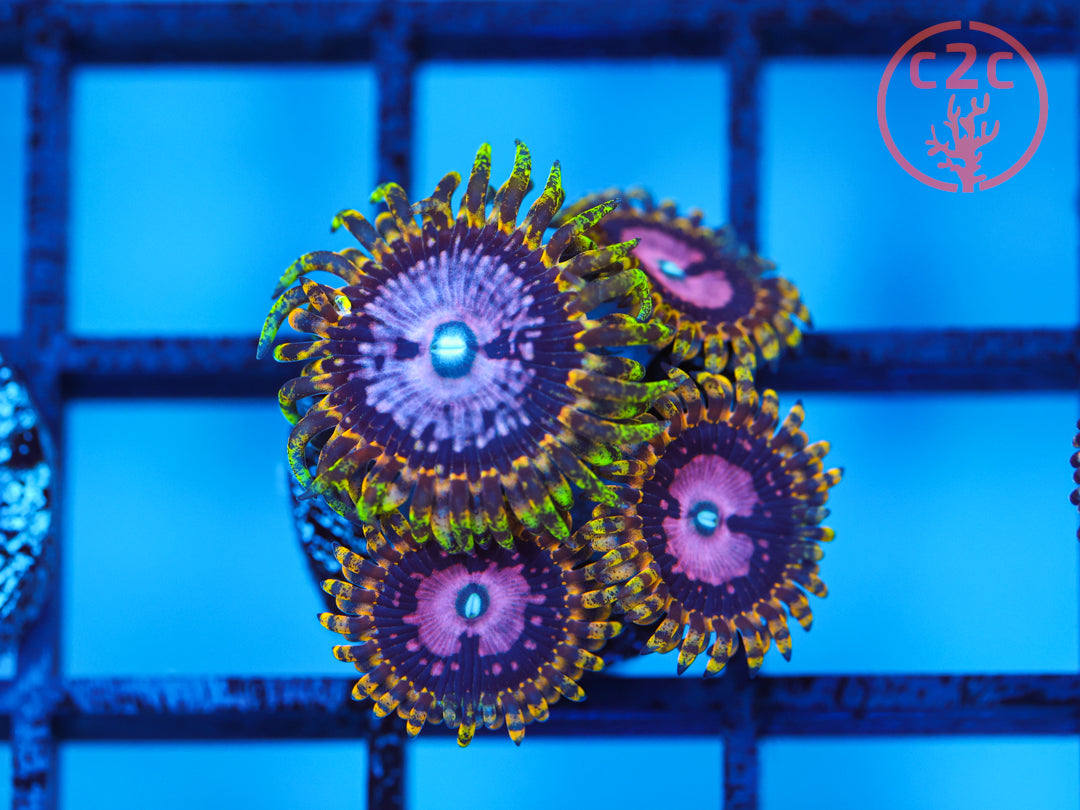 RR USA Pink Diamonds zoanthid coral