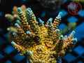SC Orange Passion SPS coral