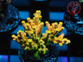 CB Flaming Unicorn SPS coral