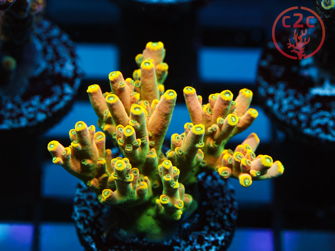 CB Flaming Unicorn SPS coral