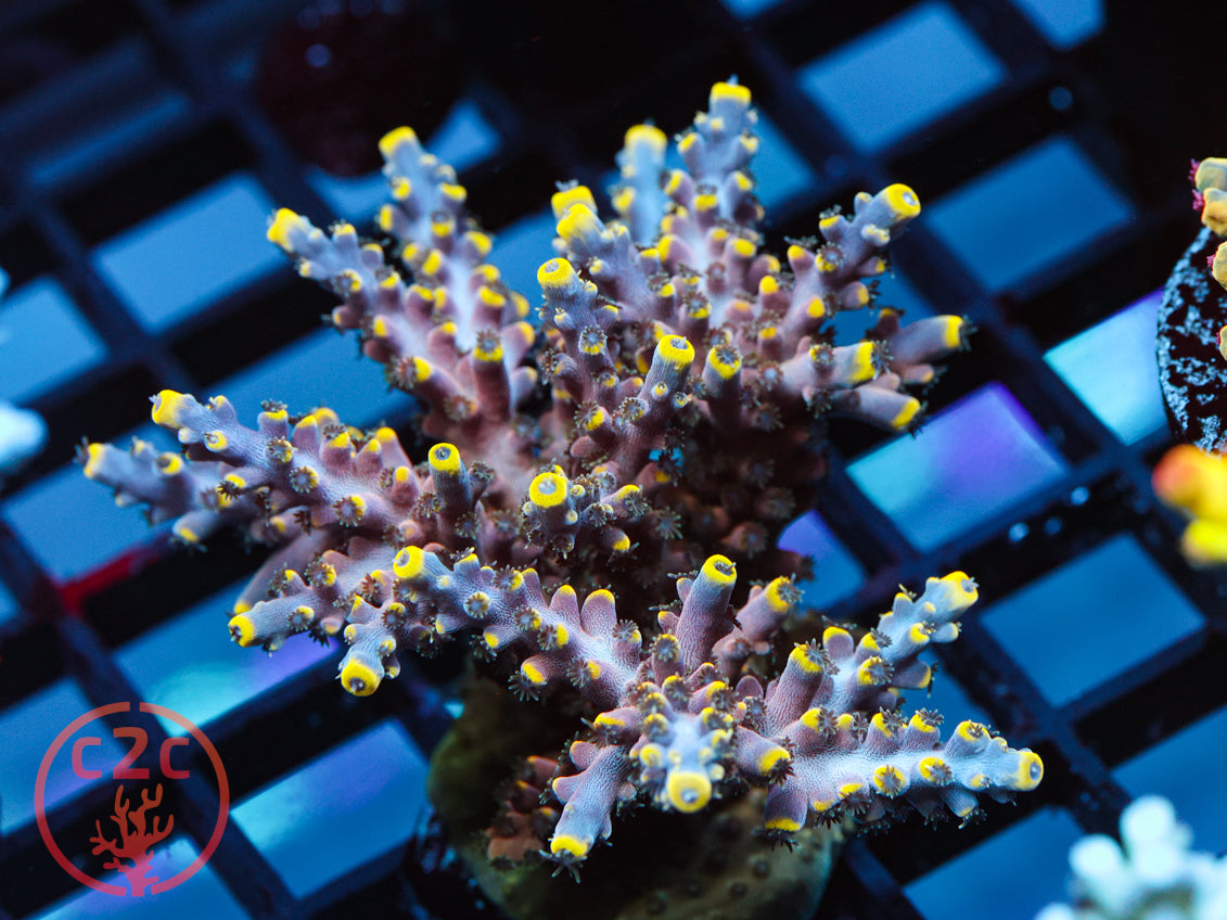 RC Poison Envy SPS coral